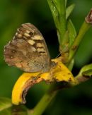 Speckled_Wood_Butterfly